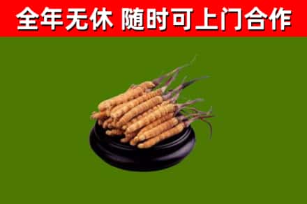 溧阳市回收散虫草
