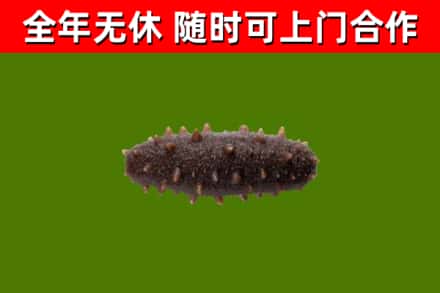 溧阳市回收海参干